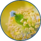 Flower pollen granules in a small bowl