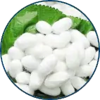 Silk protein powder in a small dish